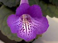Sinningia 'An's Confusedly Abyss' Sinningia 'An's Confusedly Abyss'